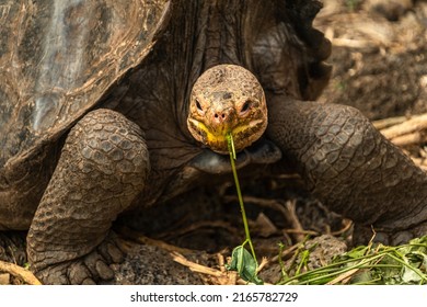 Galápagos Giant Tortoise At The Charles Darwin Scientific Station In Santa Cruz, Galápagos Islands.