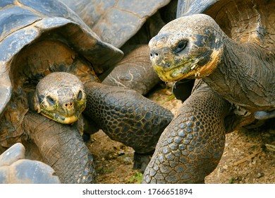 Galápagos Giant Tortoise, Chelonoidis Nigra, Galápagos National Park, Galápagos Islands, UNESCO World Heritage Site, Ecuador, America