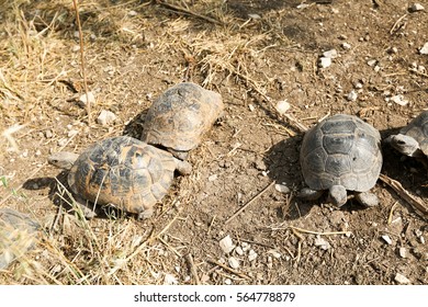 Three Tortoises Inside Their Natural Enclosure Stock Photo 1436979146 ...