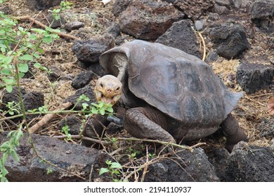 Giant Tortoise Eating Leaves On Santa Cruz Island, Galapagos.