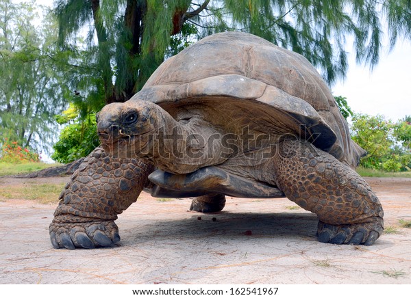 Giant tortoise (Geochelone gigantea). Bird\
Island, Seychelles.