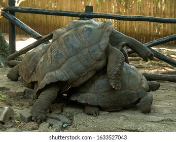 Giant tortoise having sex / intercourse  on prisoner island Zanzibar