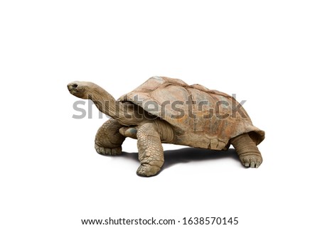 Giant tortoise with head stretched crawling against white background