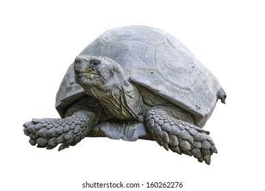 Giant Tortoise isolated on white backgroud with clipping path