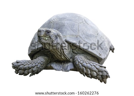 Giant Tortoise isolated on white backgroud with clipping path