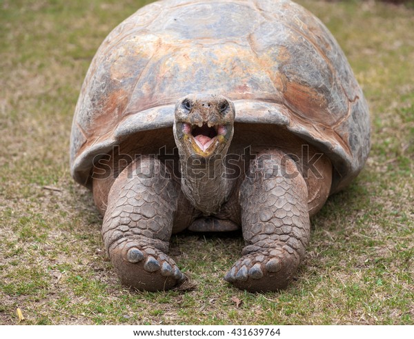 A giant Tortoise with mouth open / Tortoise / A\
giant Galapagos turtle \
