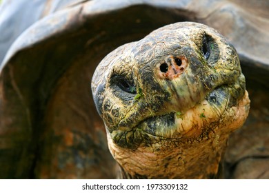 Galápagos Giant Tortoise, Galápagos National Park, Ecuador