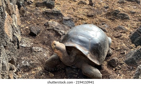 Giant Tortoise On Santa Cruz Island, Galapagos.