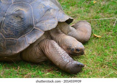 Giant Tortoise Rushing Around The Grass