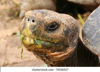 Giant Tortoise - Santa Cruz Island, Galapagos