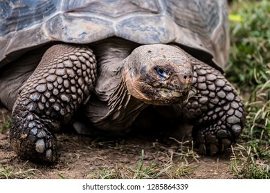 274 Tortoise turf Images, Stock Photos & Vectors | Shutterstock