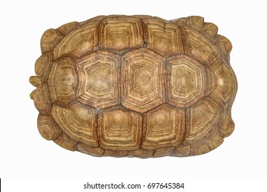 Giant Tortoise Shell, Texture of Turtle carapace. Beautiful, charming, mysterious old, For interior decoration.
