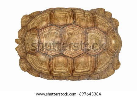 Giant Tortoise Shell, Texture of Turtle carapace. Beautiful, charming, mysterious old, For interior decoration.
