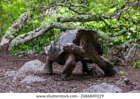 Giant Tortoise or turtle walking through mud in forest on the island of Santa Cruz in the Galapagos.