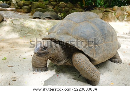 Giant tortoises on Mahe island, Seychelles