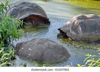 Giant Tortoises In A Pond On Puerto Ayora In The Galapagos Islands