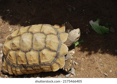 Giant Tortoises, Reptiles Of The Family Testudinidae