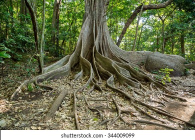 a giant tree with buttress roots in the rain forest in Costa Rica - Shutterstock ID 344009099