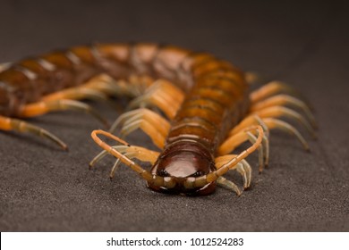 Giant Tree centipeded