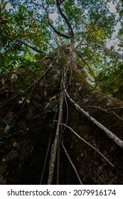 Giant Tree In The Congo Basin