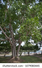 giant tree in a forest