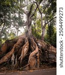 Giant tree in the jungle of Tropical Rainforest, huge Ceiba, Kapok roots