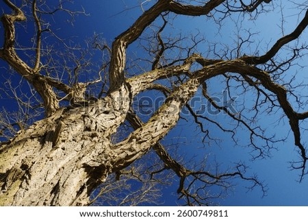 Giant tree with numerous branches and ramifications in the March sun in the center of Bielefeld, North Rhine-Westphalia, Germany