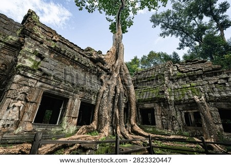 Giant tree over the stone construction of Ta Prohm Temple in Cambodia