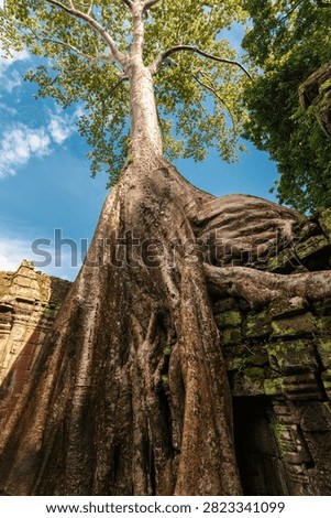 Giant tree over the stone construction of Ta Prohm Temple in Cambodia
