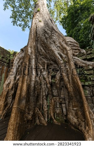 Giant tree over the stone construction of Ta Prohm Temple in Cambodia