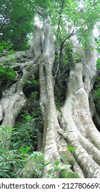 Giant Tree Roots Creeping Over Ground