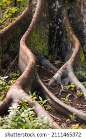 Giant Tree Roots Forest Hawaii 