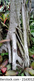 Giant Tree Roots Look Strong And Old