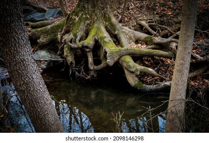 Giant Tree Roots On A Riverbank                               