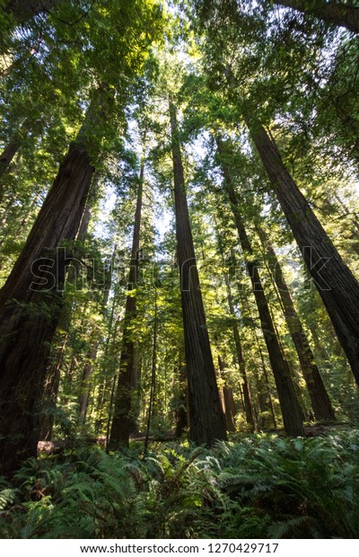 Giant trees in a forest grove of Redwood trees\
in Redwood National Park\
California