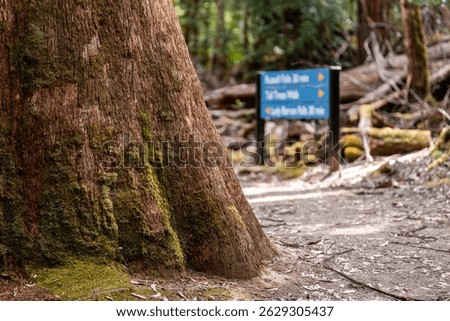 Giant Trees on a Forest Path in British Columbia.. in spring