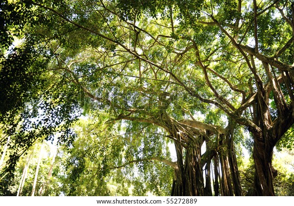 Giant Trees Tropical Rain Forest Jamaica Stock Photo (Edit Now) 55272889