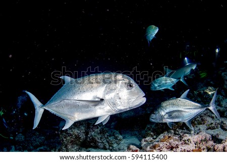 Giant trevally caranx fish on the black night dive background
