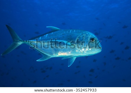 Giant trevally (Caranx ignobilis) in tropical waters of the indian ocean 