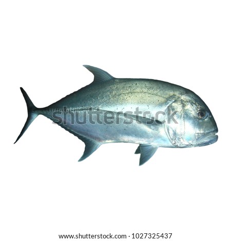 Giant Trevally fish isolated on white background