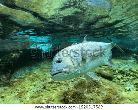 Giant Trevally fish swimming underwater 