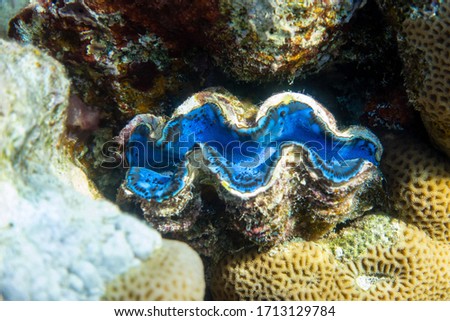 Giant Tridacna, Saltwater Clams In The Coral Reef, Red Sea. Marine Bivalve Blue Mollusks, Large Shells. Amazing Underwater Dangerous Animal.