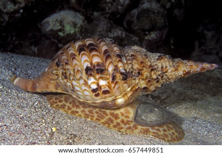 Giant triton shell, Charonia tritonis, Sulawesi Indonesia.