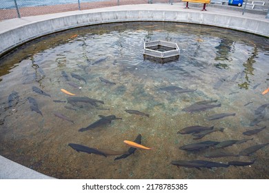 A Giant Trout Hatchery In The State Of Montana.