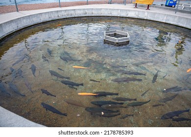 A Giant Trout Hatchery In The State Of Montana.