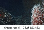 Giant tubeworm Riftia pachyptila in the deep sea hydrothermal