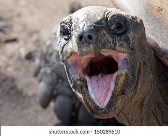 41,728 Turtle head out Images, Stock Photos & Vectors | Shutterstock