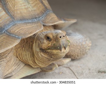 1,216 Big Barrier Reef Images, Stock Photos & Vectors | Shutterstock