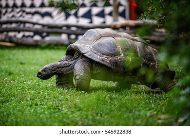 giant turtle