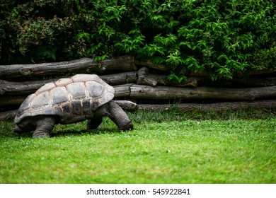 giant turtle